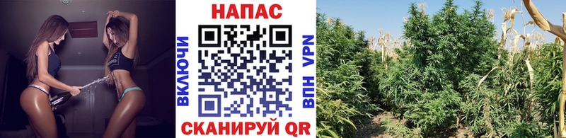 Марихуана ГИДРОПОН  Донской 